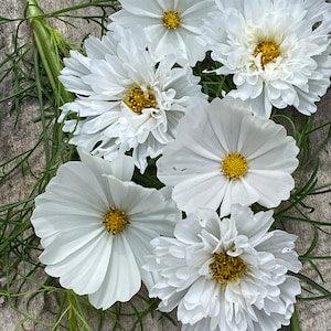 White mix COSMOS 25 SEEDS purity double click bon bon cut flowers bouquet florist wedding from Urban Food forest/garden