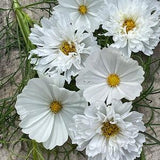 White mix COSMOS 25 SEEDS purity double click bon bon cut flowers bouquet florist wedding from Urban Food forest/garden