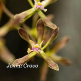 Butterfly Orchids in Bloom Big Cypress National Preserve Florida Fine Art Print