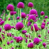 Purple Globe Amaranth Seeds, Gomphrenam QIS (Quality in Seeds) Flower Delivery