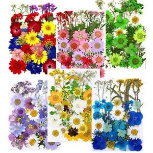 Dried Pressed Flowers for Resin Dry Leaves Bulk for Scrapbooking DIY Art Cra-x$