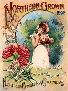 95929 1892 Pink Carnations Flowers Seed Packet Decor Wall Print Poster