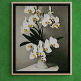 White and yellow orchid in pot