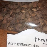 Three Flowered Maple Tree Seeds (Acer Triflorum)