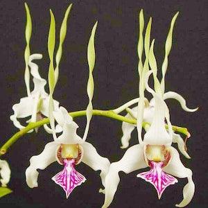 Dendrobium Orchid seedling Plug~ Den stratiotes live plant~ starter plug