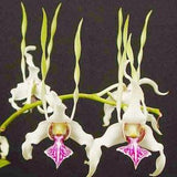 Dendrobium Orchid seedling Plug~ Den stratiotes live plant~ starter plug