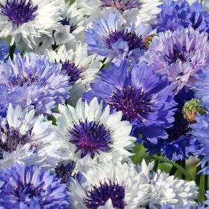 Classic Blues Bachelor Button Seeds - Vintage Blue Cornflowers - Classic Fantastic Flower Arrangement - DIY Dried Flowers - Bachelor Seeds