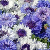 Classic Blues Bachelor Button Seeds - Vintage Blue Cornflowers - Classic Fantastic Flower Arrangement - DIY Dried Flowers - Bachelor Seeds