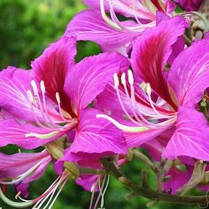 Purple Orchid Tree - Bauhinia purpurea - Rare Plants Seeds - Hawaiian Orchid Tree, Purple-Red, Mountain Ebony, Purple Butterfly Tree