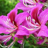Purple Orchid Tree - Bauhinia purpurea - Rare Plants Seeds - Hawaiian Orchid Tree, Purple-Red, Mountain Ebony, Purple Butterfly Tree