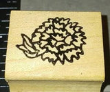 Carnation, flower blossom, Neato stuff, B988