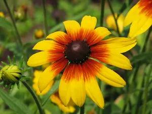 Gloriosa Daisy Seeds, NON-GMO, Rudbeckia hirta, Variety Sizes, New
