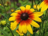 Gloriosa Daisy Seeds, NON-GMO, Rudbeckia hirta, Variety Sizes, New