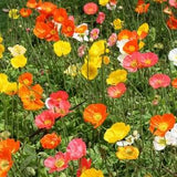 3000   PAPAVER NUDICAULE, Iceland Poppy Flower Seeds.