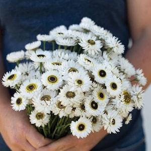 50 +seeds Unique White Monarch of the Veldt - Cape Daisy Seeds