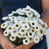 50 +seeds Unique White Monarch of the Veldt - Cape Daisy Seeds