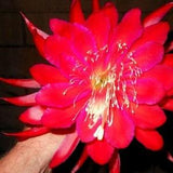 Extra large flowers Masada Orchid Cactus, Epiphyllum Masada > 1 fresh cuttings for easy rooting and growing