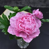 Pink peonies Peony Bouquet of peony Real touch bouquet Peony bouquet Spring flowers Ceramic flower Porcelain Flowers Botanical sculpture