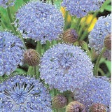 100 Organic BLUE LACE FLOWER aka Didiscus & Island Daisy Trachymene Coerulea Flower Seeds