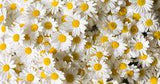 Kraft der Kamille: Bisabolol f??r empfindliche Haut Flower Delivery