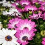 African Daisies: mixed colours