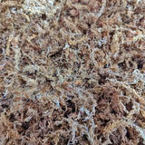 500g Chilean Sphagnum Moss - Great for Orchids and Terrariums!