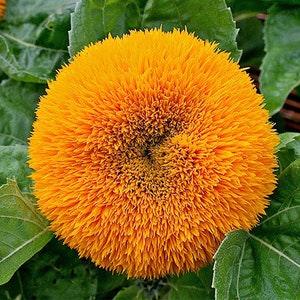 150 Double DWARF TEDDYBEAR SUNFLOWER Helianthus Annuus Yellow Flower Seeds.