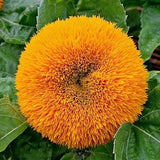 150 Double DWARF TEDDYBEAR SUNFLOWER Helianthus Annuus Yellow Flower Seeds.