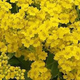 Flower Seeds  | Choose Yours in section LIST