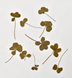 Four Leaf Clovers Pieces Dried Pressed Leaves Dried Leaves found in old Bible