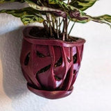 Large Hanging Wall Orchid Planter (8'' OD)  Unique Ivy, Coral, Twisted Root Design - Nontoxic Material