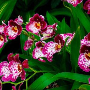 Look At Me Now Orchids