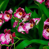Look At Me Now Orchids