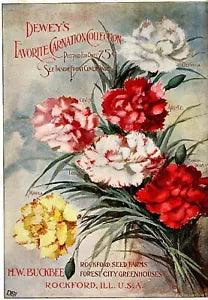 Deweys Carnation Cover  Reproduction Giclee Matte Print 11x17