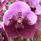 Orchid Vanda 3 Plants of Two-Tone Color Special Pack Exotic Tropical Hanging Plant