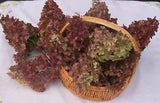 15 Hydrangea Flowers, Natural Dried Color from Our Indiana Homestead Gardens