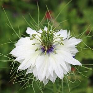 Nigella 'Mrs. Jeckyll Alba'