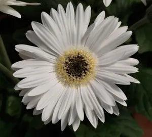 BIN#2R7D6 Gerbera Daisy Seeds Majorette Bright White Dark Eye 15 Seeds