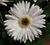 BIN#2R7D6 Gerbera Daisy Seeds Majorette Bright White Dark Eye 15 Seeds