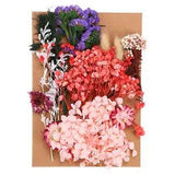 Natural Dried Flowers Multiple Real Dried Pressed Flowers Plant Multicolor