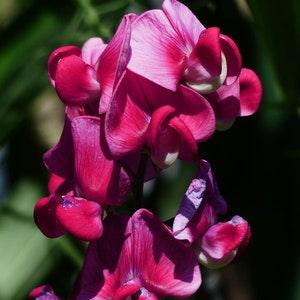 PERENNIAL SWEET PEA 'Red Pearl' Lathyrus Latifolius Hardy Climber Climbing Vine Pink Flowers, 5 Rare Seeds