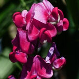 PERENNIAL SWEET PEA 'Red Pearl' Lathyrus Latifolius Hardy Climber Climbing Vine Pink Flowers, 5 Rare Seeds