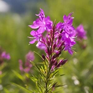 Fireweed - Flower Seeds