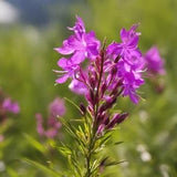 Fireweed - Flower Seeds