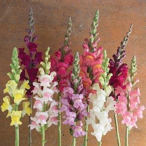 30 Snapdragon Seed Mix / Antirrhinum majus / Cut Flower / Container Gardening / English Garden / Wildflowers / Cottage Garden