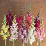 30 Snapdragon Seed Mix / Antirrhinum majus / Cut Flower / Container Gardening / English Garden / Wildflowers / Cottage Garden