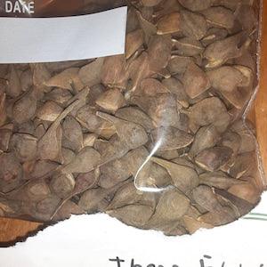 Three-Flower Maple Tree Seeds (Acer Triflorum)