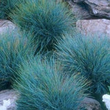 60+ seeds / Blue Fescue Ornamental Grass Seeds / Festuca glauca / Blue Grey Grass (#C1)