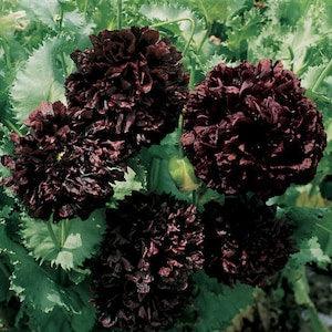 Black Peony Poppy