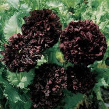 Black Peony Poppy